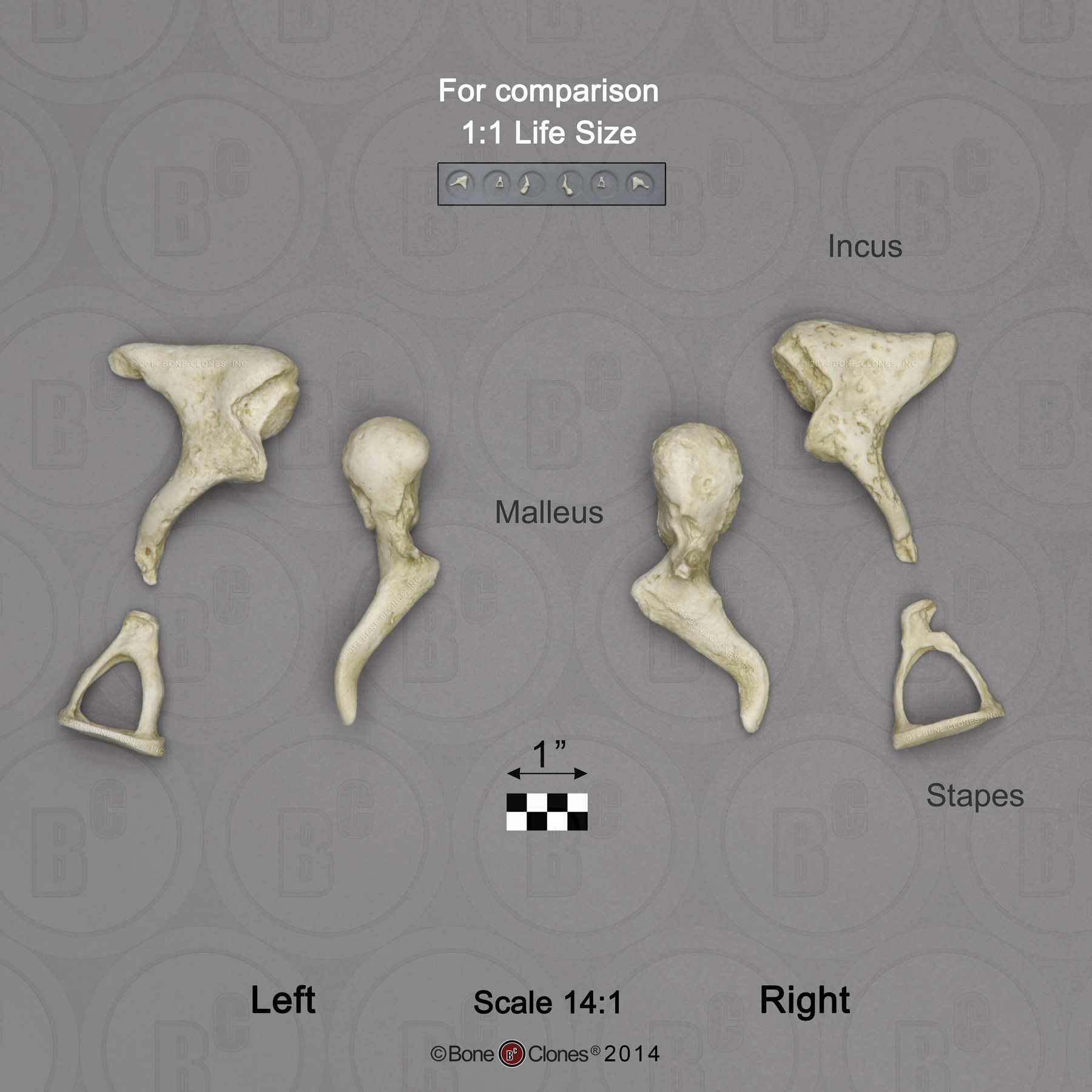 Scale (14 to 1) Human Ossicles Set of 6 (left and right) - Bone Clones