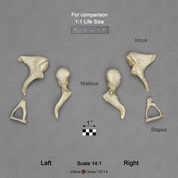 Scale (14 to 1) Human Ossicles Set of 6 (left and right)