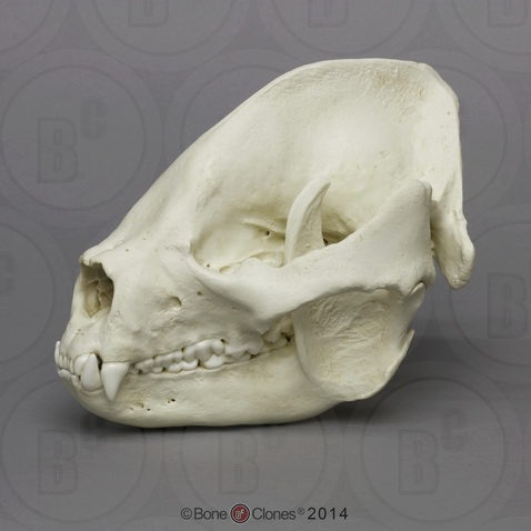 Giant Panda Skull, Adult