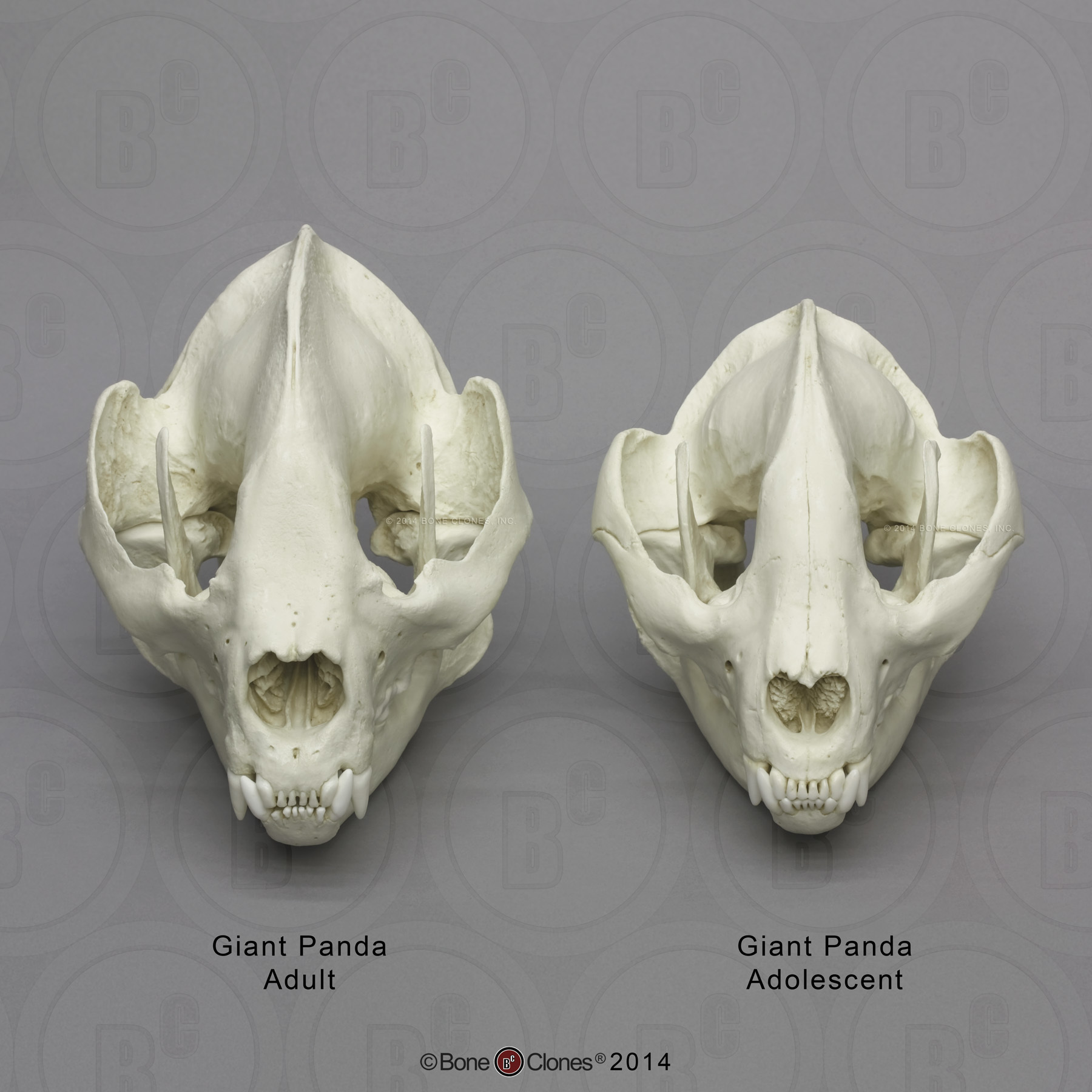 Giant Panda Skull, Adult - Bone Clones, Inc. - Osteological Reproductions