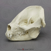 Giant Panda Skull, Adult