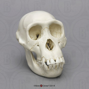 Chimpanzee Juvenile Skull
