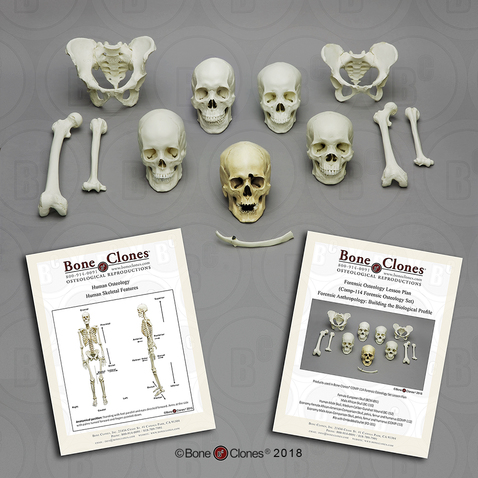 Forensic Osteology Set