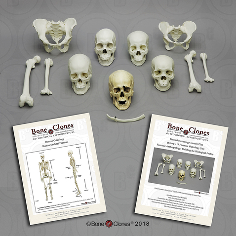 Bone Clones, Inc. - Osteological Reproductions