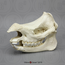 Black Rhino Horns Pair (Replica) - Bone Clones, Inc. - Osteological  Reproductions