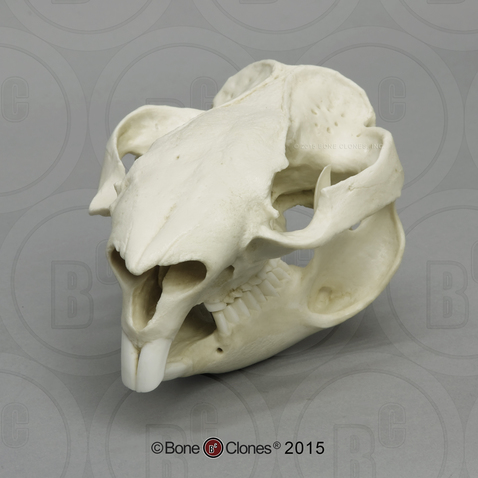 Wombat Skull