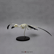 Articulated Flying Raven Skeleton