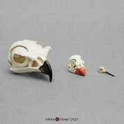 Comparative Bird Skull Set of 3