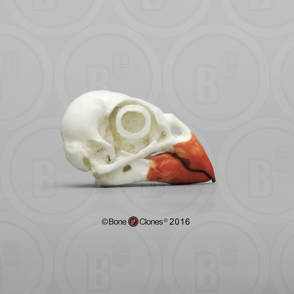 bird skull anatomy