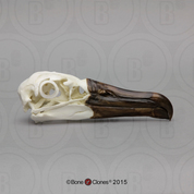 Black-footed Albatross Skull