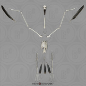 Black-footed Albatross Skeleton, Disarticulated