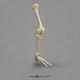 Human Female Achondroplasia Dwarf Leg, Articulated