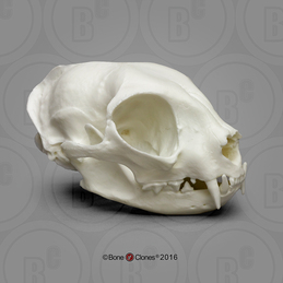 Homo erectus Economy Cranium - Bone Clones, Inc. - Osteological
