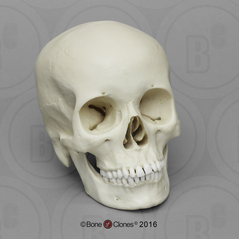 Human Female Asian Skull