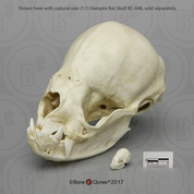 Vampire Bat Skull, 8:1 Scale