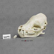 Cave Myotis Bat Skull 8 to 1 Scale