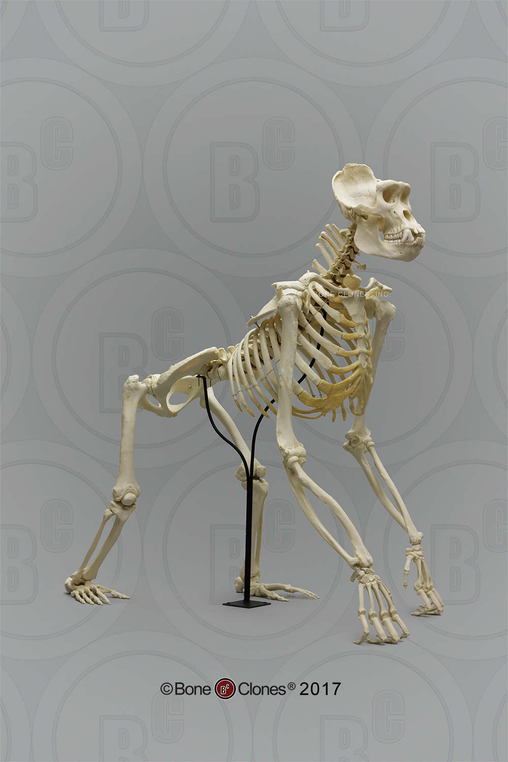 Articulated Gorilla Skeleton - Bone Clones, Inc. - Osteological