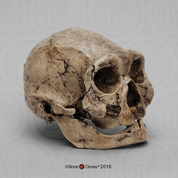 Dmanisi Homo erectus Skull 4