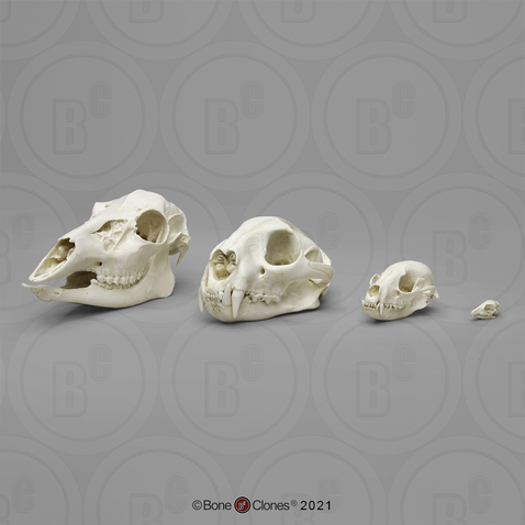 Dietary Comparison Economy Skull Set