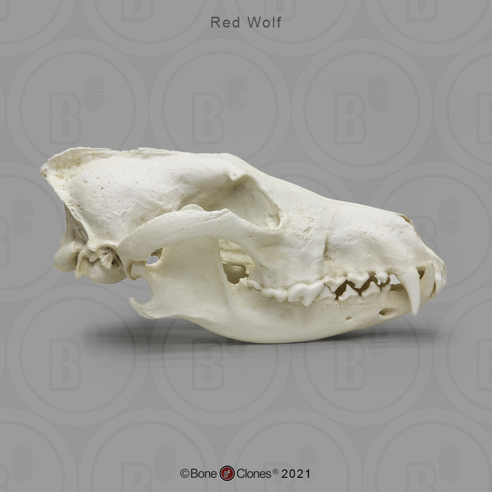 Dietary Comparison Economy Skull Set - Bone Clones, Inc. - Osteological  Reproductions