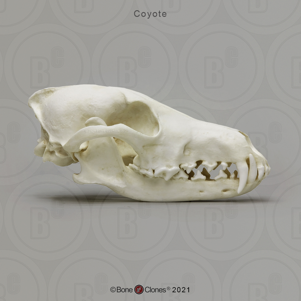 Dietary Comparison Economy Skull Set - Bone Clones, Inc. - Osteological  Reproductions