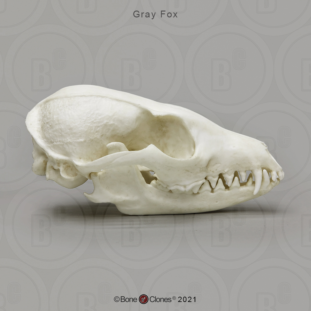Dietary Comparison Economy Skull Set - Bone Clones, Inc. - Osteological  Reproductions