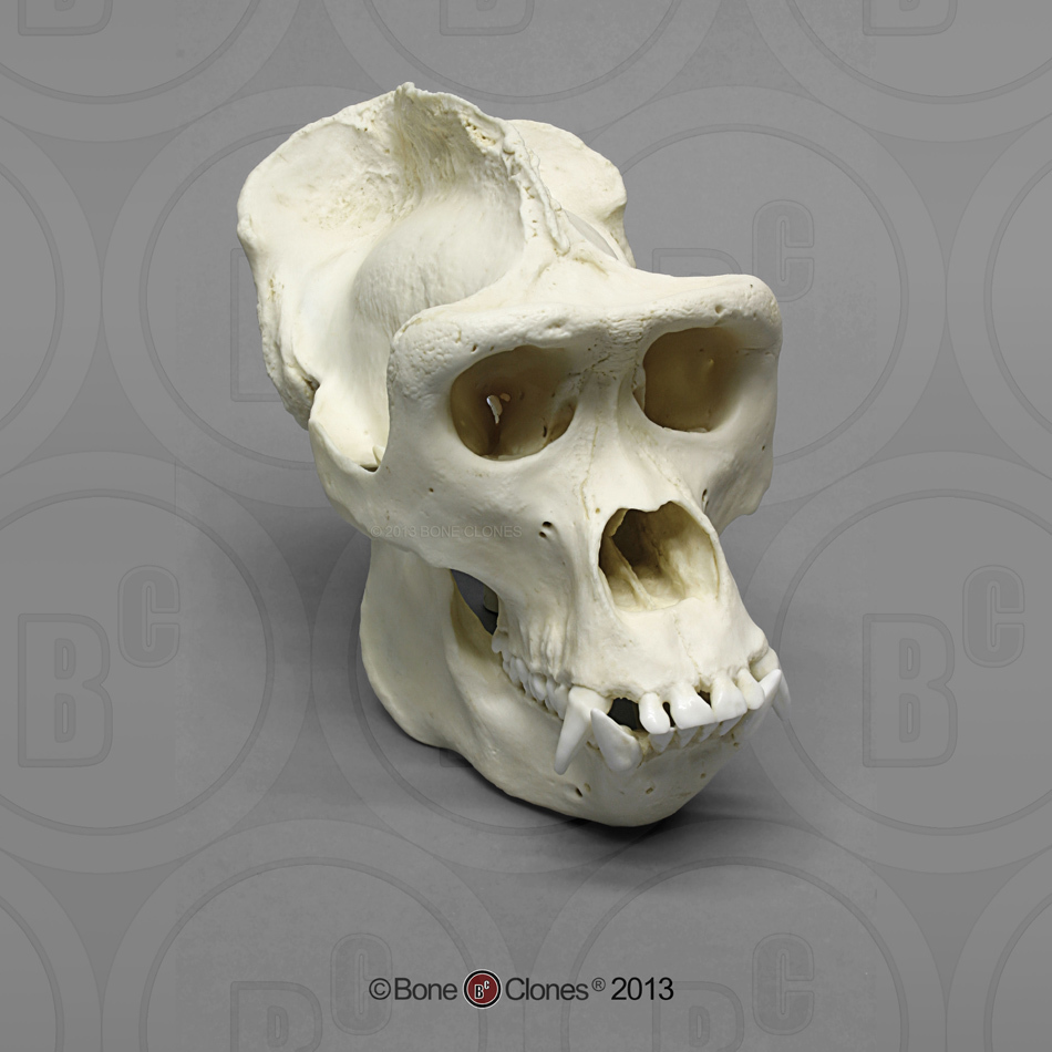 Set of 7 Primate Skulls with Lesson Plan - Bone Clones, Inc