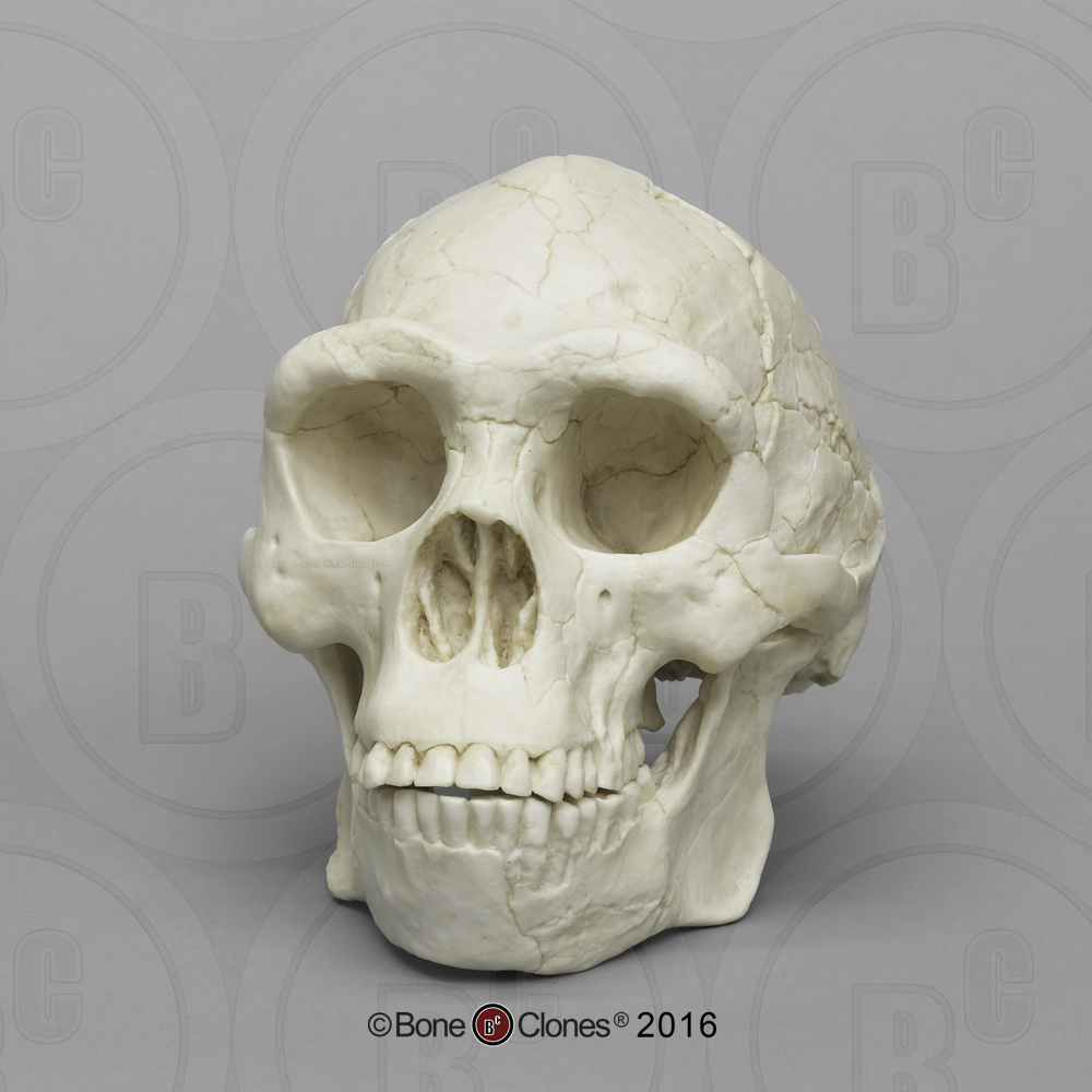 https://boneclones.com/images/store-product/product-2521-main-original-1477003641.jpg