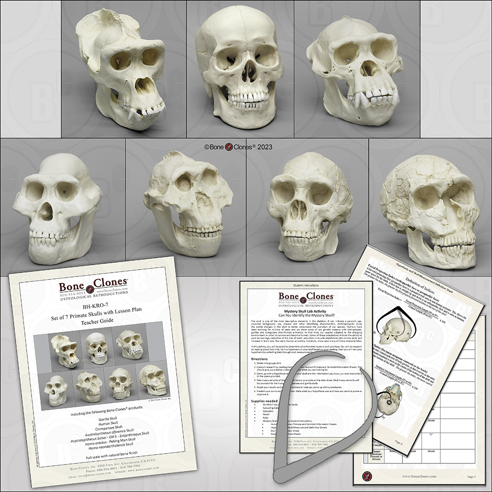 Dietary Comparison Economy Skull Set - Bone Clones, Inc. - Osteological  Reproductions