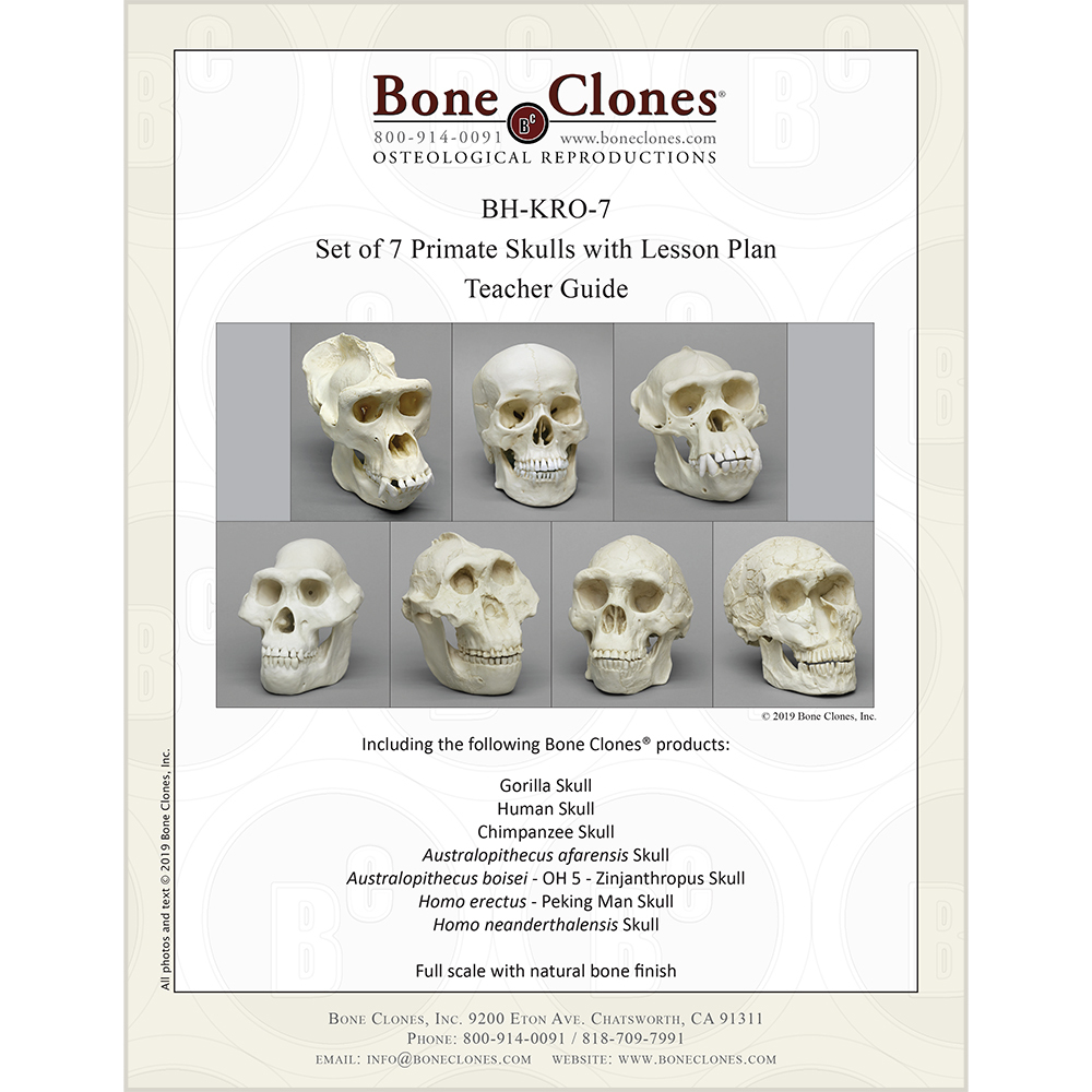 https://boneclones.com/images/store-product/product-2521-main-original-1673028254.jpg