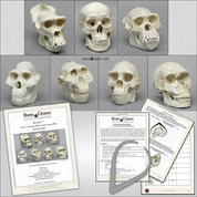 Set of 7 Primate Skulls with Lesson Plan