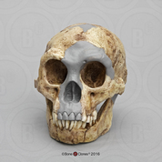 Homo floresiensis Skull (Flores Skull LB1)