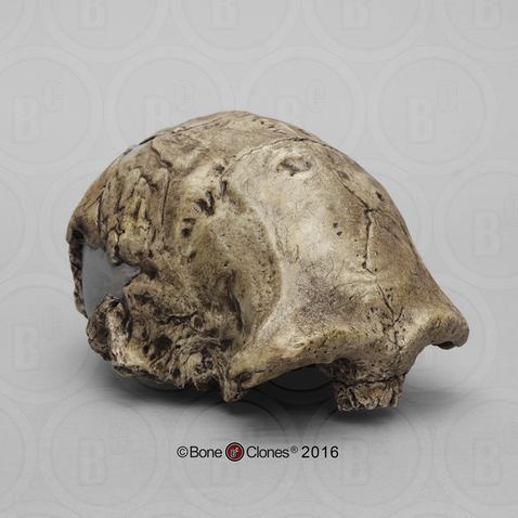 Dmanisi Homo erectus Skull 1