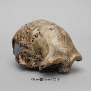 Dmanisi Homo erectus Skull 1