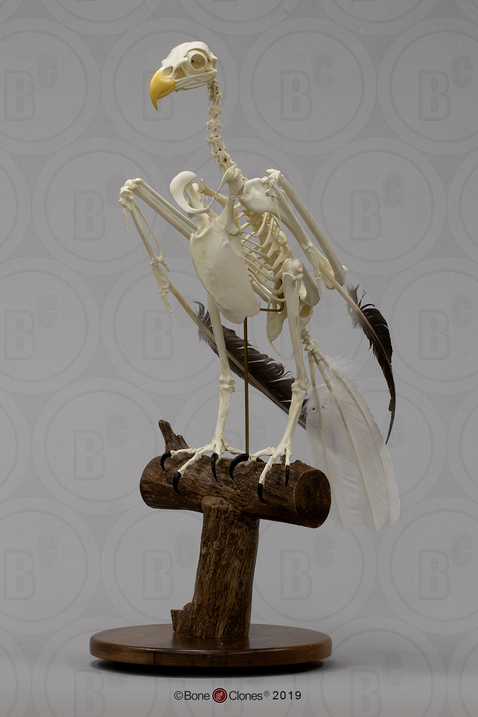 Articulated Bald Eagle Skeleton