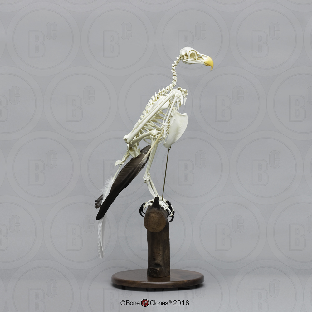 Articulated Bald Eagle Skeleton - Bone Clones, Inc. - Osteological