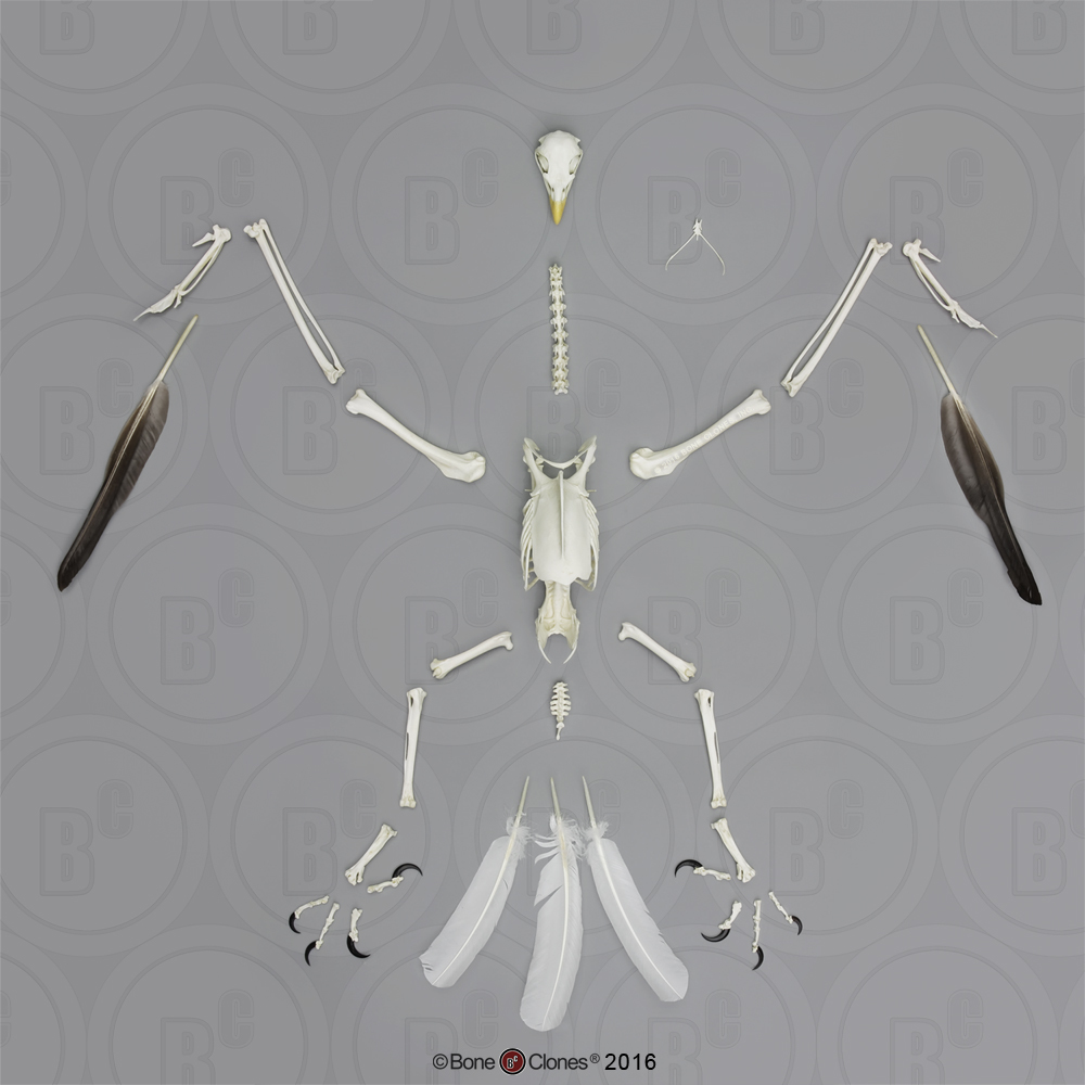 Eagle Skeleton Patch  11 inch 