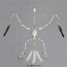Disarticulated Bald Eagle Skeleton