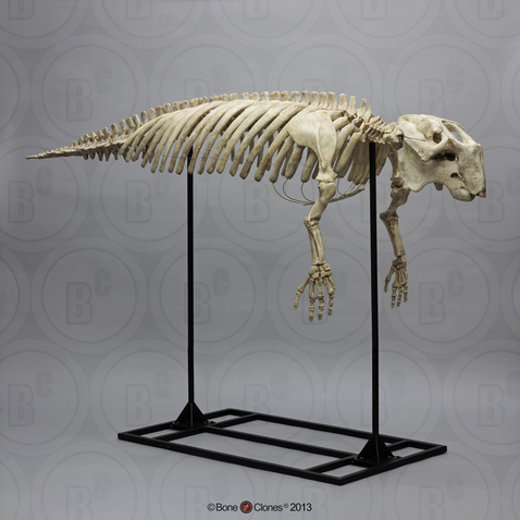 Articulated Fossil Dugong Skeleton SC-321-A