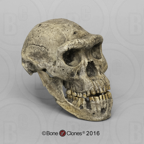 Dmanisi Homo erectus Skull 5