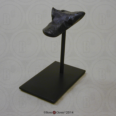 Display Stand for BH-053
