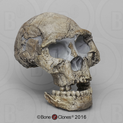 Dmanisi Homo erectus Skull 2