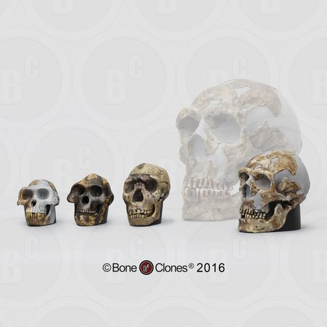 Set of 4 Hominid Skulls, Half Scale