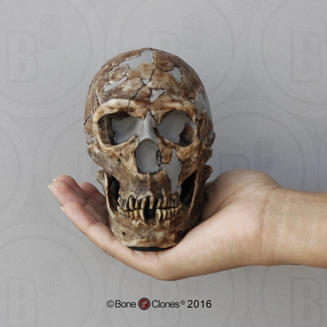 Homo neanderthalensis Shanidar 1 Skull, Half Scale
