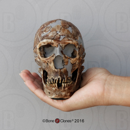 Homo neanderthalensis Shanidar 1 Skull, Half Scale