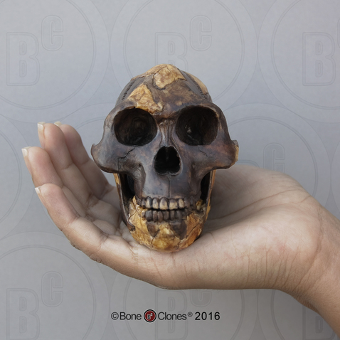 Australopithecus afarensis "Lucy" Skull, Half Scale