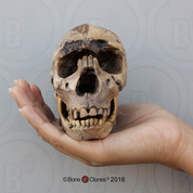 Homo ergaster "Turkana Boy" Skull, Half Scale