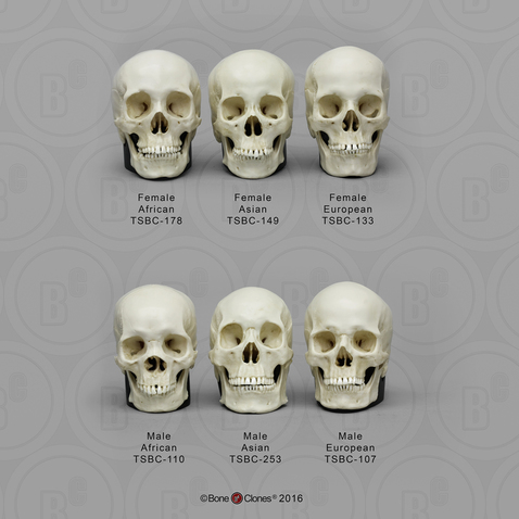 Human Male and Female Skulls African, Asian, and European, Half Scale Set