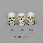 Human Male Skulls African, Asian, and European, Half Scale Set