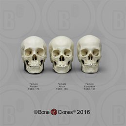 Human Female Skulls African, Asian, and European, Half Scale Set